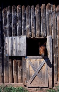 En häst tittar ut genom en boxdörr